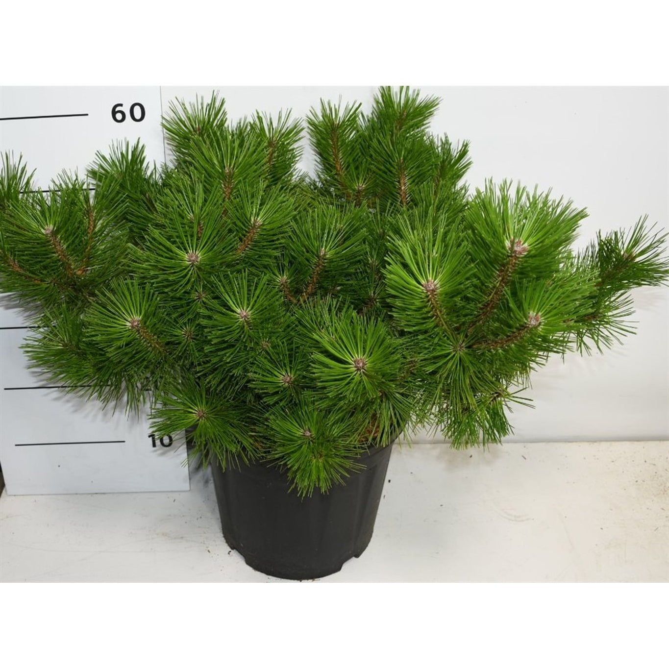 Japansk svarttall – Pinus densiflora 'Jane Kluis' - C12 40-50 CM